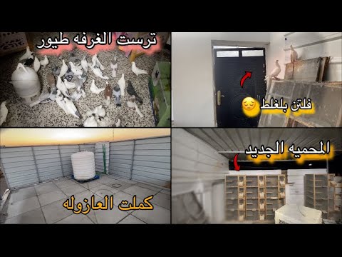 سويت عازوله + محميه تعالو شوفو الصطح الجديد