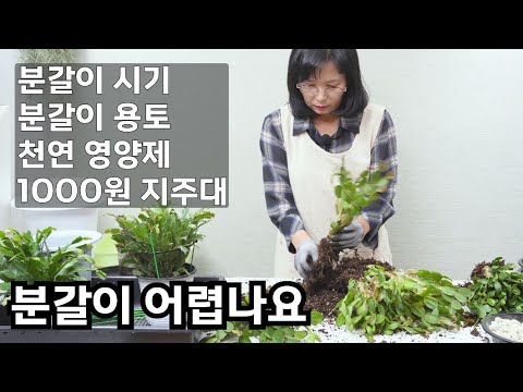 Ripsalidopsis, Schlumbergera truncacta