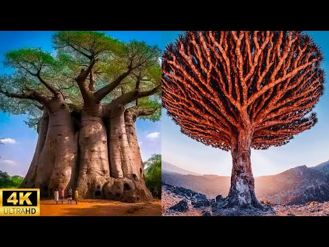 Top 15 Plantas Más Extrañas Del Planeta #extrañas | Toplora