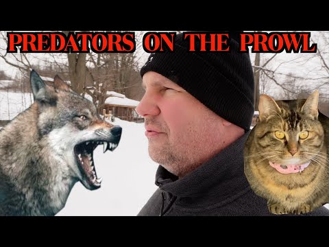 An Alarming Situation at the Farm