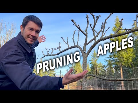 How to Prune Apple Trees | Tips for Pruning Espaliered Apple Trees