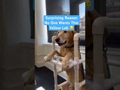 Why Does No One Want This Sweet Yellow Lab? #goldenretriever @animalhavenshelter