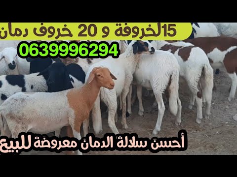 مباشرة من ضيعة الأخ مصطفي 0639996294 في كلميمة جهة الراشدية   مع أحسن سلالة الدمان بالمغرب. 