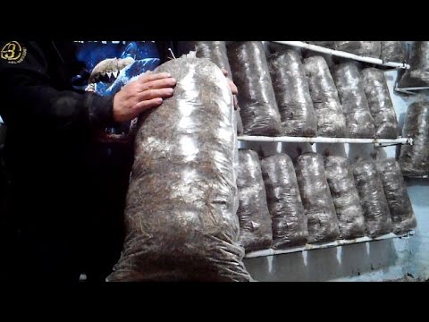 Вешенка. Перфорация и микроперфорация блоков.