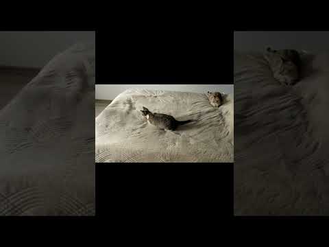 Cozy Moments  Man and Cat Cuddle and Relax on Sofa at Home!