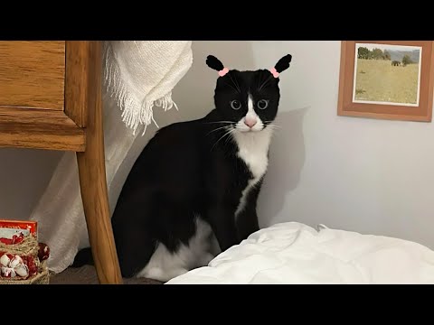 New Funniest Cats Clips 2025😼Try Not To Laugh😜 #21
