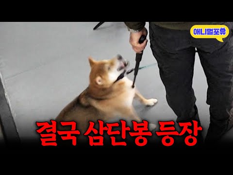 결국 삼단봉 등장.. 주인 무는 배은망덕한 개 결국 I KBS 개는 훌륭하다 개훌륭사관학교 251127 방송