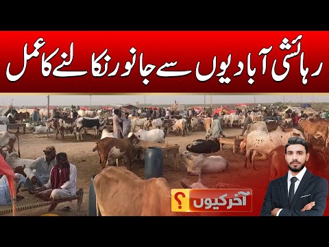 Process of removing animals from residential areas | Akhir Q | 15 Dec 2025 | City 41