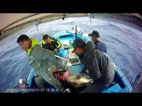 27-11-22金毛艇釣獲罕有大黃勒