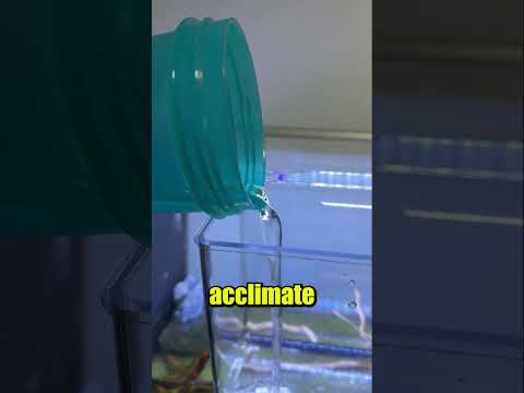 New Tank Mates for King the Crab