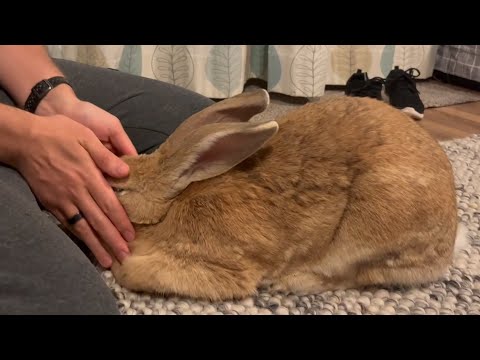 Sad reason why bunny keeps asking for hugs