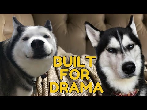 100% Hilarious HUSKY Fails and Funny Moments [#2]