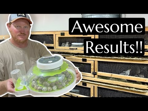 Amazon’s Best Quail Incubator!
