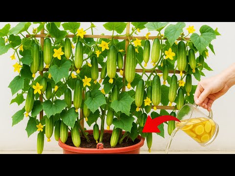 I Used Aloe Vera Water on Cucumbers for 7 Days – Shocking Results!