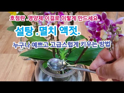 '호접란' 화사하게 오랫동안 꽃 피게 하려면!! 빨리 이렇게 하세요!! (feat.시들어버린 호점란도 되살리는 방법까지 알려드려요)