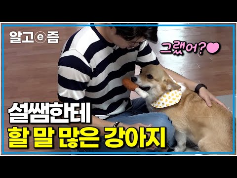 “얼굴만 봐도 알아요” 설쌤의 수의관상학(?)으로 만난 지 10분 만에 웰시코기 가족의 문제 파악 완료｜세상에 나쁜 개는 없다｜알고e즘