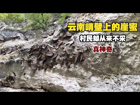 村子洞口藏着近万斤野生蜂蜜，村民却从来不采，真神奇！【小白的奇幻旅行】