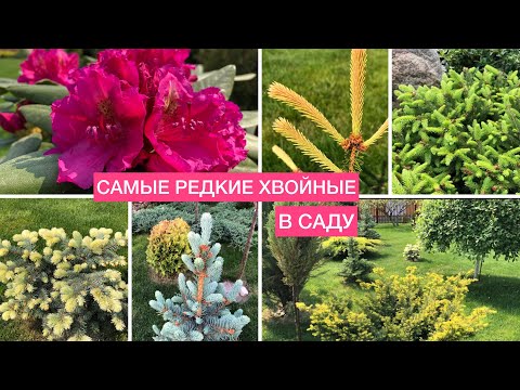 РЕДКИЕ СОРТА ХВОЙНЫХ В САДУ 🌲 Ель Зе Блюз, Розеоспиката, Белобок, Рыдал и другие 🌲 26.05.2023