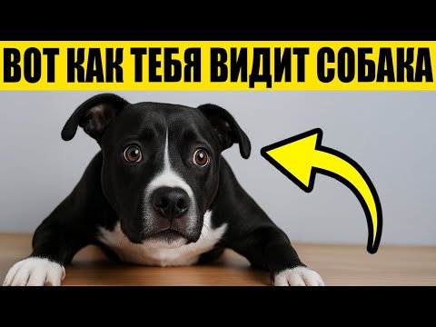 Your Dog Doesn't Think You're Human – The Truth Is Shocking!