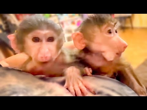 МИЛОТА!  Степашка и Маняшка ПРИЛИПЛИ КО МНЕ,  а Ангелина. укладывает котенка Басика спать!