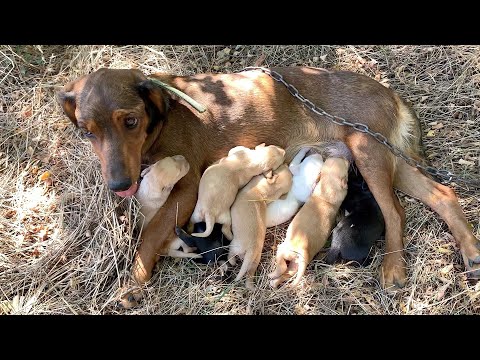 Mama dog chained and abandoned with newborn puppies