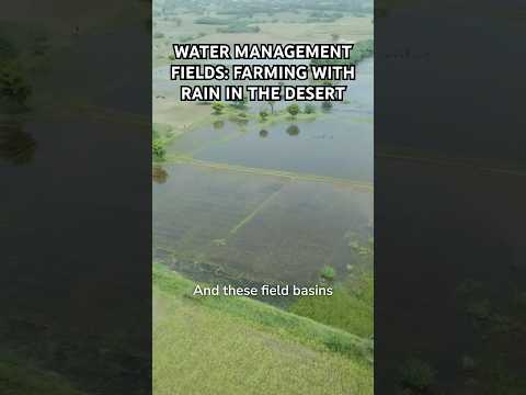 Water Management Fields: Farming with Rain in the Desert