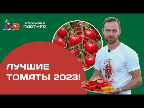Лучшие томаты 2023! Подводим итоги сезона. Как и когда прищипывать томаты.