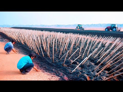 They Put Million Seeds in Coal and Dropped to the Desert With No Water, Result Was Insane