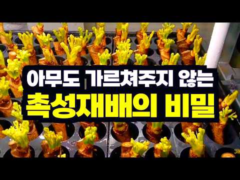 The secret of forced cultivation that no one teaches you