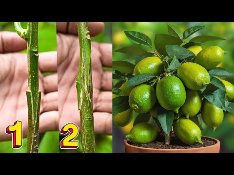 Whip and Tongue Grafting on a Lemon Tree! Grafting technique of lemon tree for beginners
