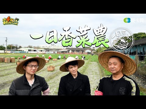 parsley farmer | Good Job, Taiwan! #132