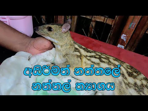 "Miminna who was in the accident" ( female mouse deer )