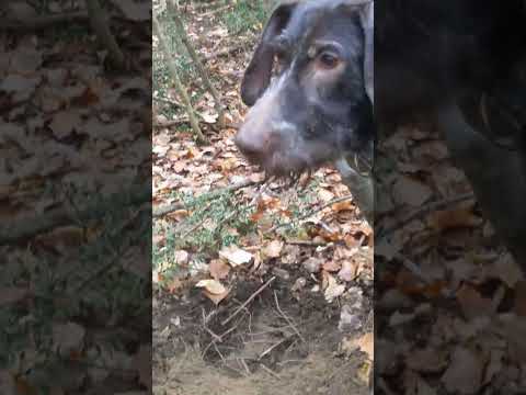 The Difficult White Truffles - 225g Stuck Under a Root