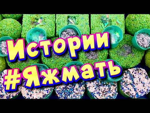 Истории с мылом и пеной про Яжемать 😅 Яжмать истории от подписчиков #22