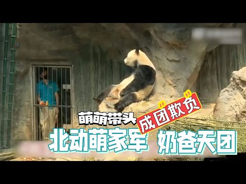 熊猫妈“萌萌”带头，北京动物园萌家军集体“欺负”奶爸天团，徐姥爷、木梳、黄莲奶爸和“北动潘粤明”的卑微生活