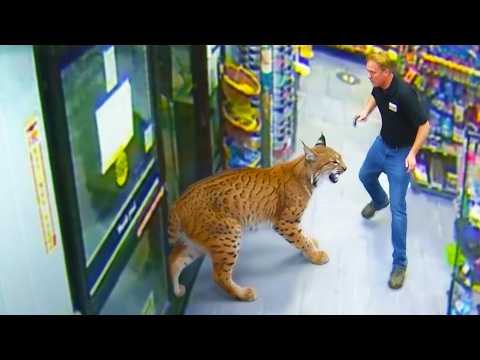 Wild Bobcat REPEATEDLY Steals Treats From Gas Station—The Reason Left Everyone Speechless
