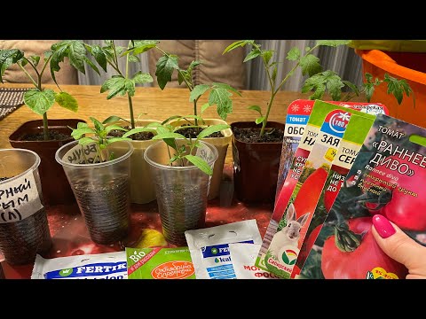 ТОМАТЫ не вытянутся! Сеем, пикируем и подкармливаем по правилам!