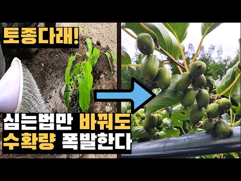 Just by changing the planting method, the yield of the persimmon tree can increase by 150 kg.