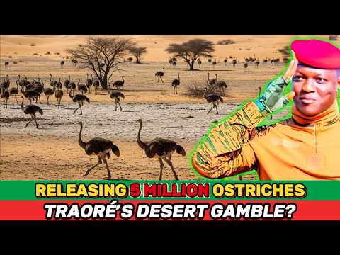What’s REALLY Behind Traoré’s Plan to Release 5 Million Ostriches into the Sahel Desert?