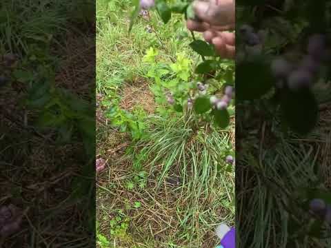 summer reset: Blueberry Picking #rainsounds