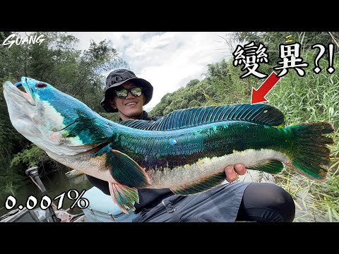 Super rare! Mutant fish! What are the chances of this?