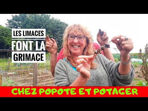 DÉBARRASSEZ VOUS DES LIMACES avec 👩🏼🍳POPOTEETPOTAGER👨🌾