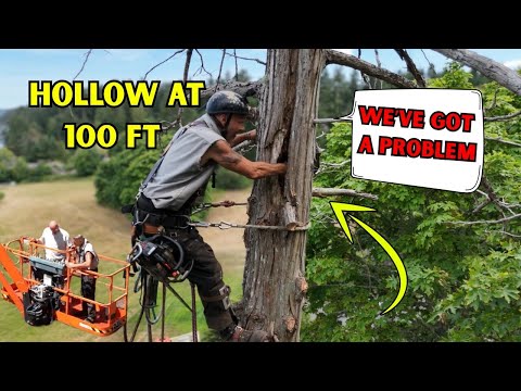 The BIGGEST, MOST DANGEROUS Tree I’ve Climbed In A DECADE!