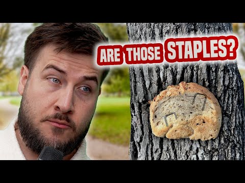 The Strange Tree People Of Reddit