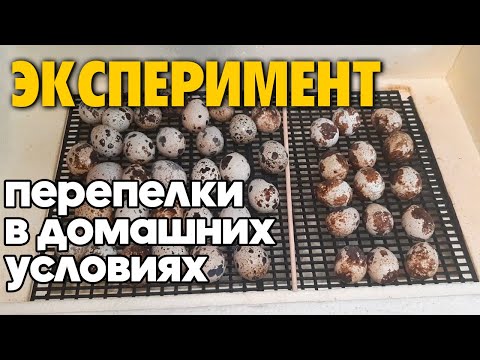 СОЗДАЮ ПЕРЕПЕЛИНУЮ ФЕРМУ ИЗ МАГАЗИННЫХ ЯИЦ