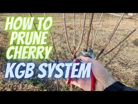 How to prune cherry on KGB training system step by step