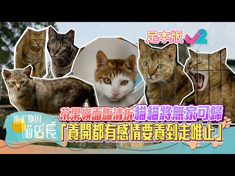 【足本睇】他和她的喵店長第5集- 貓蹤處處的茶果嶺村｜J2