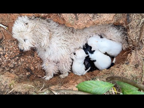 A mother dog and her puppies' plea stole my heart