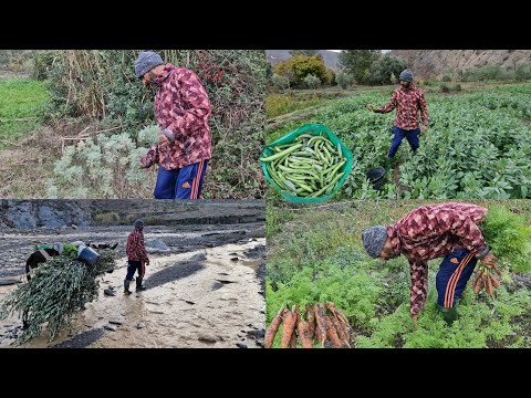 الفلاحة بعد تساقط الأمطار المنتجات طبيعية/أغزا غيس إقليم الحسيمة شمال المغرب 