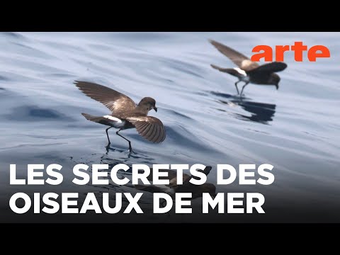 Chili, les messagers invisibles du désert d'Atacama | ARTE Évasion